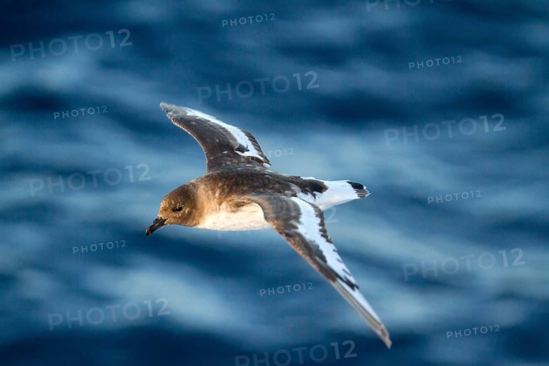Antarctic Petrel (Thalassoica antarctica) flying, Ross Sea, Antarctica