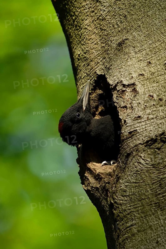 Black Woodpecker (Dryocopus martius) female chick peering out from nest hole, North Rhine-Westphalia, Germany