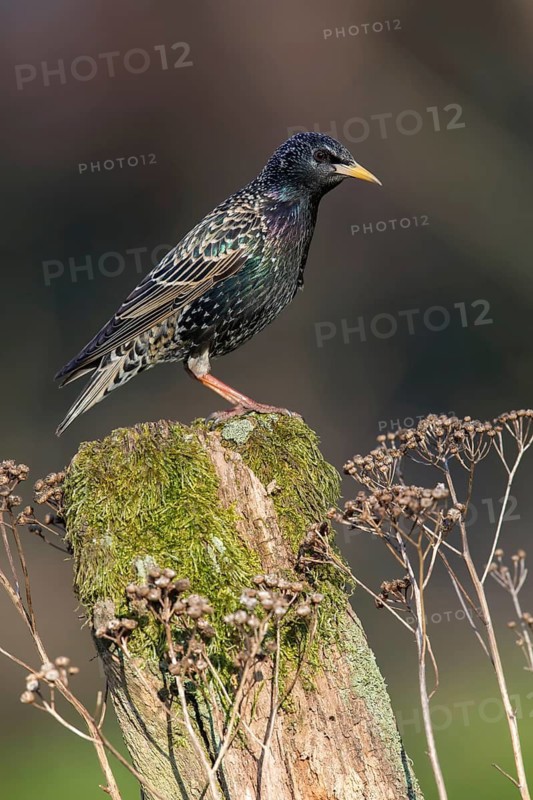 Common Starling (Sturnus vulgaris) perched on an old mossy tree trunk, Poland