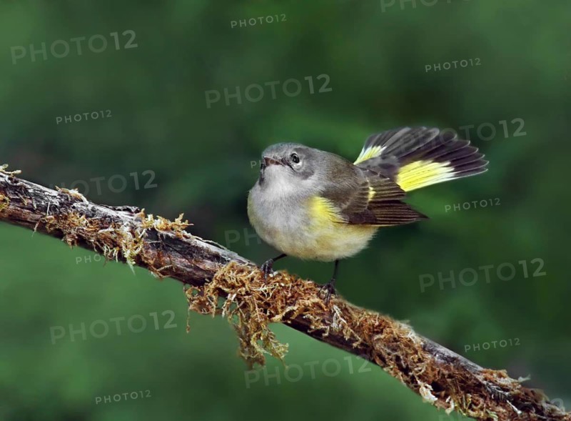 American Redstart, Setophaga ruticilla, perched on a juniper in Saskatoon, Saskatchewan, Canada