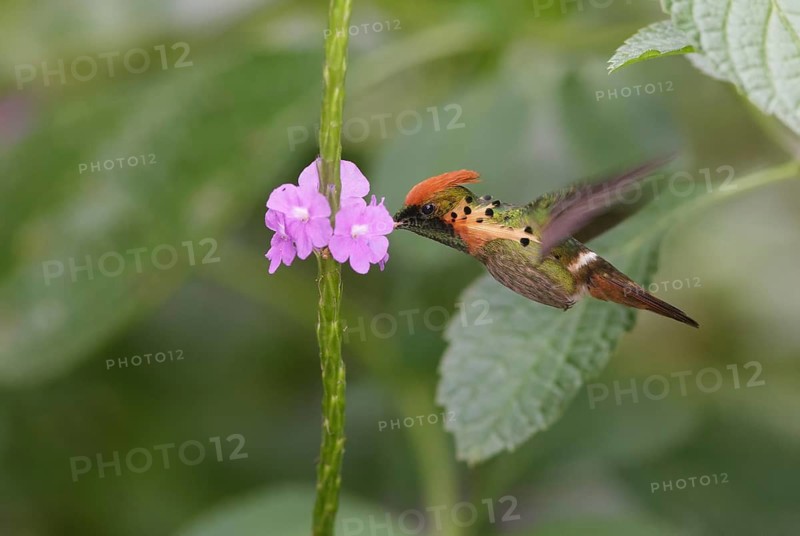 Tufted Coquette - Asa Wright Nature Center, Trinidad