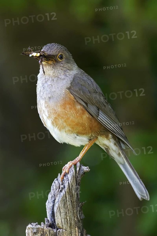 Island Thrush (Turdus poliocephalus erythropleurus), Christmas Island, Australia