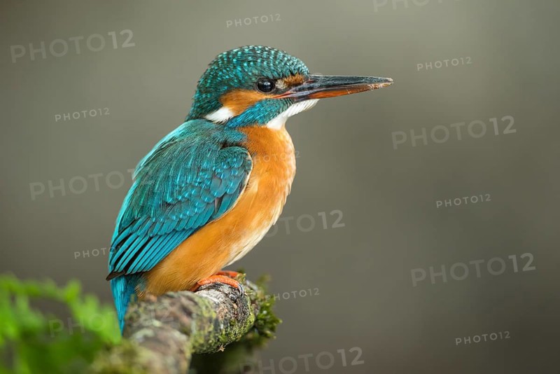 Common Kingfisher (Alcedo atthis) female perched on a branch, Lower Saxony, Germany