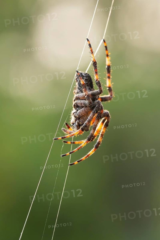 European garden spider (Araneus diadematus) hanging on a spider web at eveing on the island of Cres, Croatia