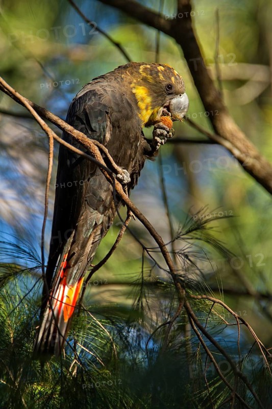 Glossy Black Cockatoo (Calyptorhynchus lathami) female, New South Wales, Australia