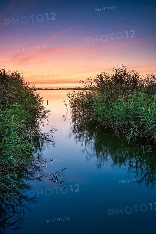 Sunset in reeds on the Achterwasser, near Zinnowitz, Usedom island, Mecklenburg-Western Pomerania, Germany