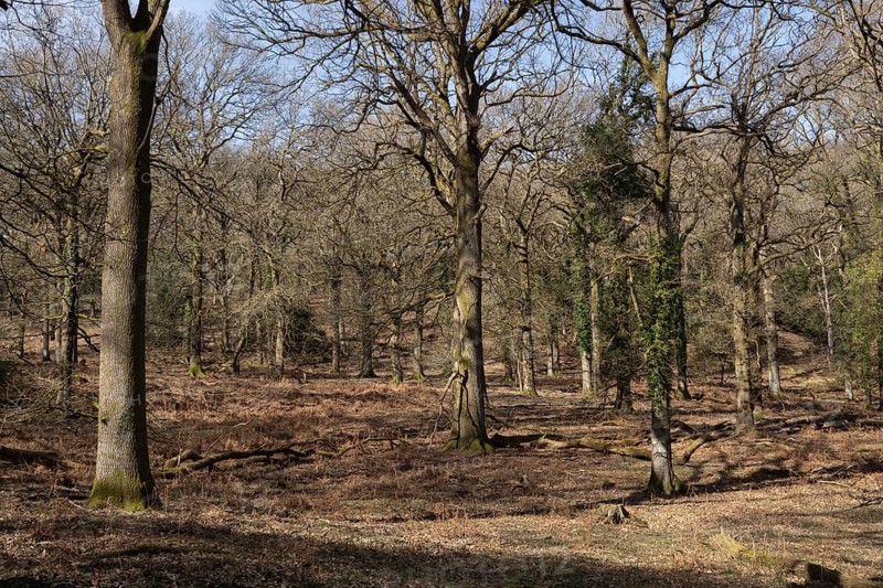 Woodland view, RSPB Nagshead nature reserve, Gloucestershire, England, United Kingdom
