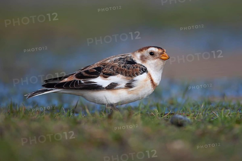 Snow bunting (Plectrophenax nivalis) adult bird on a coastal grassland in winter, Norfolk, England, United Kingdom