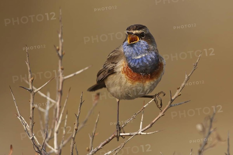 Bluethroat (Luscinia svecica cyanecula) male singing, Texel, Netherlands