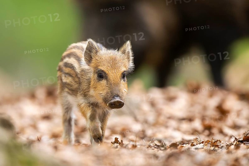 Wild boar (Sus scrofa) piglet walking in a forest, Bavaria, Germany