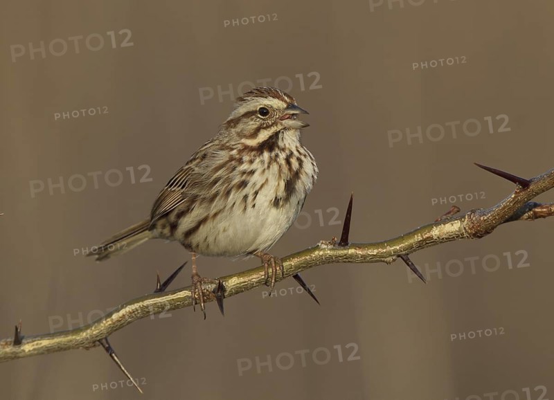 Song Sparrow (Melospiza melodia) singing, Ohio, USA