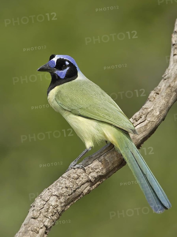 Green Jay (Cyanocorax luxuosus), Texas, USA