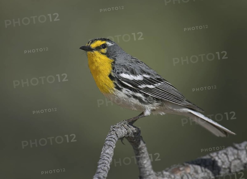 Grace's Warbler (Setophaga graciae), New Mexico, USA
