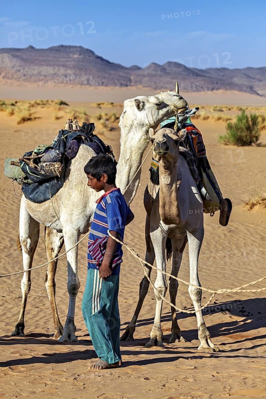 A child holds two camels on a leash in a vast, sandy desert landscape, Tuareg with his camel caravan in the Sahara in Algeria