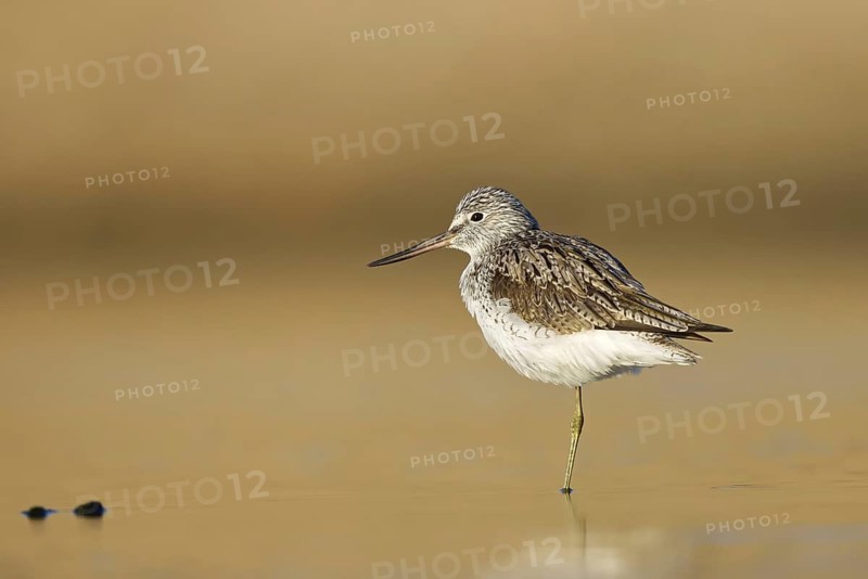 Common Greenshank (Tringa nebularia), North Rhine-Westphalia, Germany