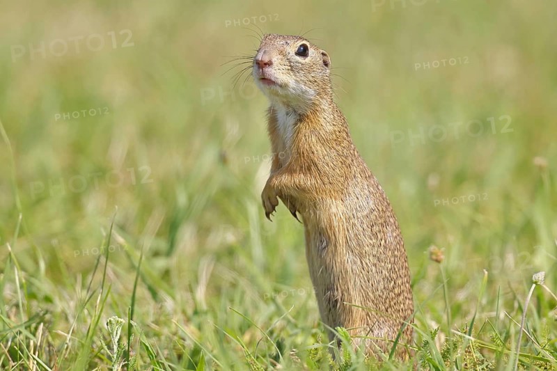 European ground squirrel (Spermophilus citellus) standing upright in a meadow, Burgenland Austria