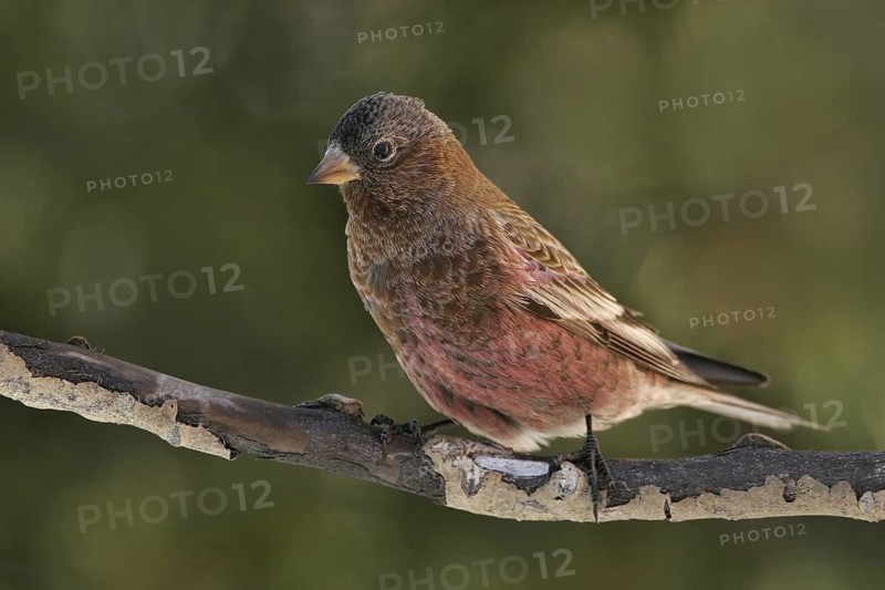 Brown-capped Rosy Finch (Leucosticte australis), New Mexico, USA