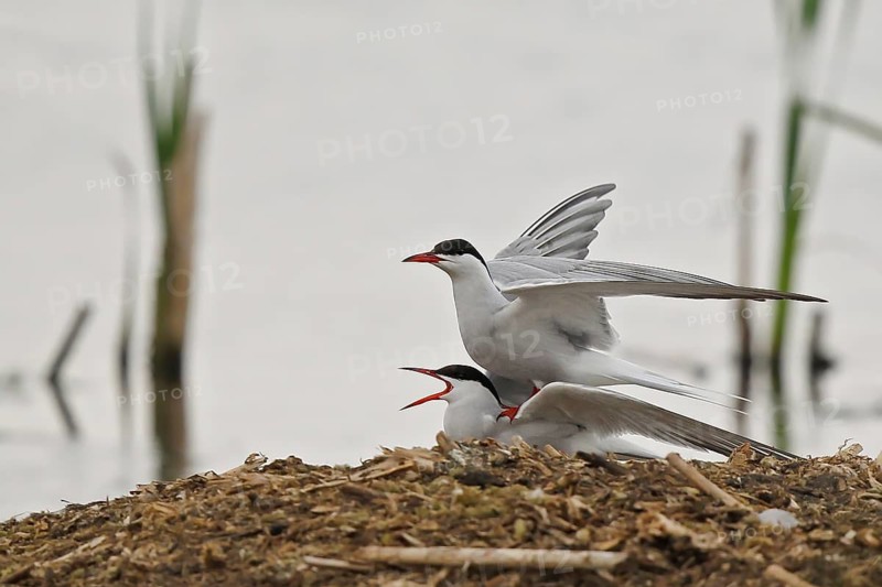 Common Tern (Sterna hirundo) pair mating, Mecklenburg-Western Pomerania, Germany