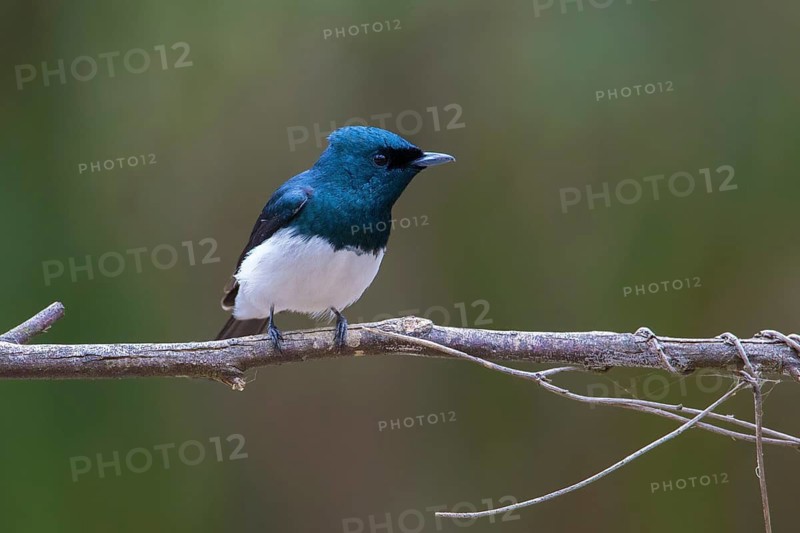 Satin Flycatcher (Myiagra cyanoleuca) male perched on a branch, Victoria, Australia