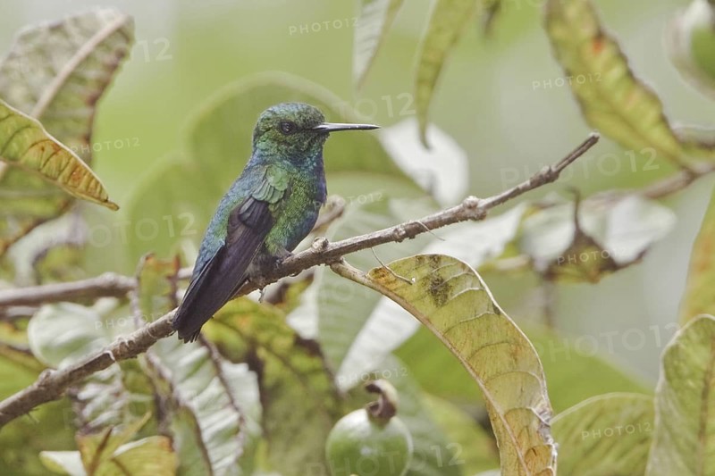 Blue-tailed Emerald (Chlorostilbon mellisugus), Ecuador