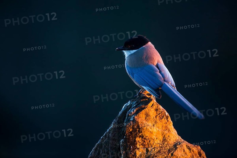 Iberian Magpie (Cyanopica cooki), Andalusia, Spain