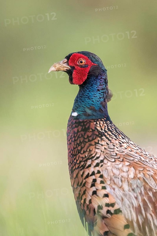 Common Pheasant (Phasianus colchicus) male, Danube Delta, Romania
