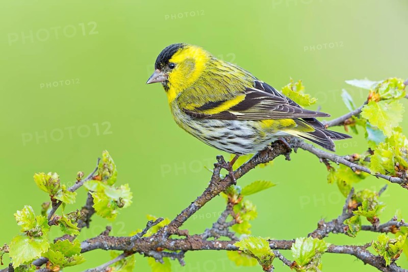 Siskin, (Carduelis spinu), animals, birds, siskin, subfamily of goldfinches, Varanger Bird Park, Finnmark, Norway