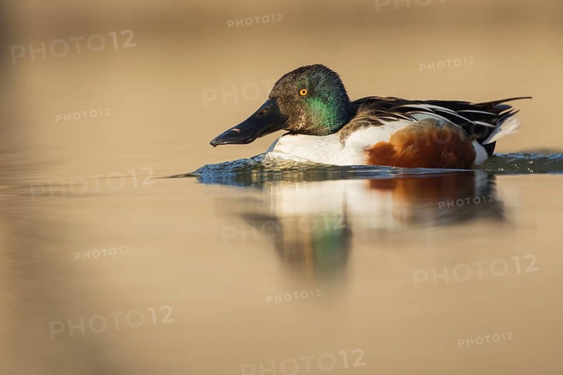 Northern Shoveler (Spatula clypeata) male, Baden-Wuerttemberg, Germany