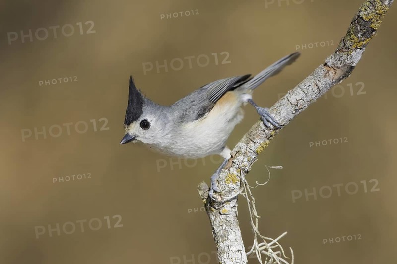 Black-crested Titmouse (Baeolophus atricristatus), Texas, USA