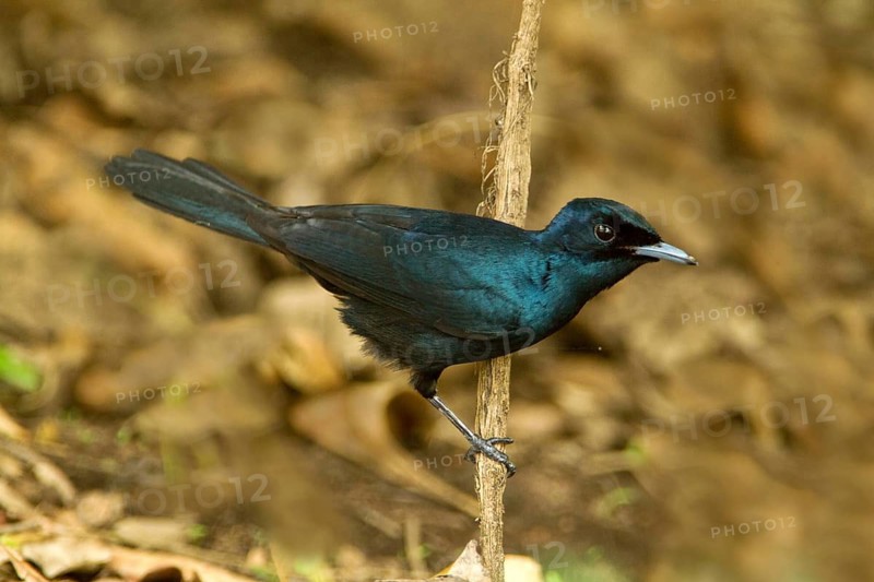 Shining Flycatcher (Myiagra alecto melvillensis) male, Northern Territory, Australia