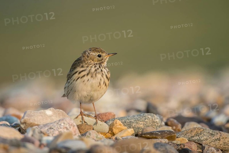 Meadow Pipit (Anthus pratensis), Schleswig-Holstein, Germany