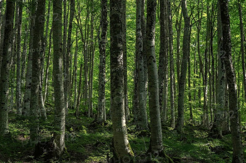 A tranquil view of a dense forest in Sierra de Urbasa, Navarra, Spain. Sunlight filters through the verdant canopy, illuminating the lush undergrowth and emphasizing the towering trees
