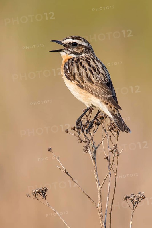 Whinchat (Saxicola rubetra) male singing, Poland