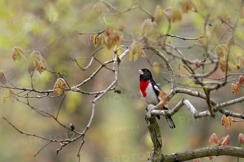 Rose-breasted Grosbeak (Pheucticus ludovicianus), Ohio, USA