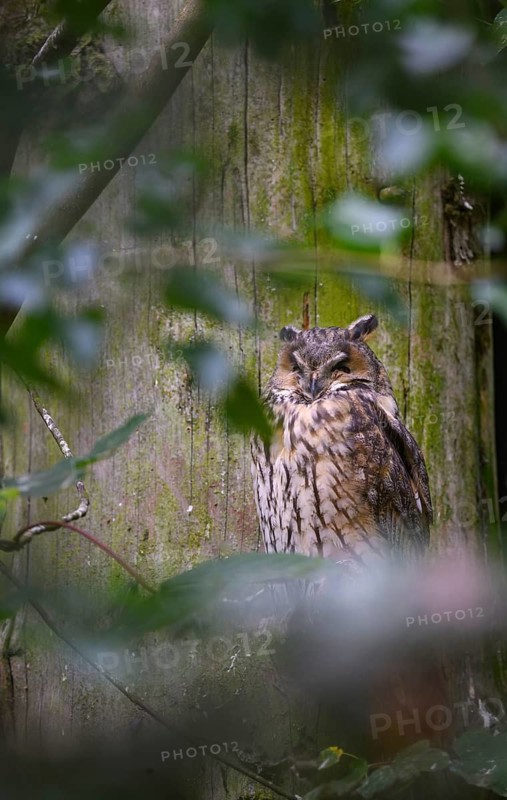 Long-eared owl (Asio otus), Bavarian Forest National Park, Bavaria, Germany