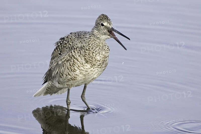 Willet (Tringa semipalmata) calling, California, USA