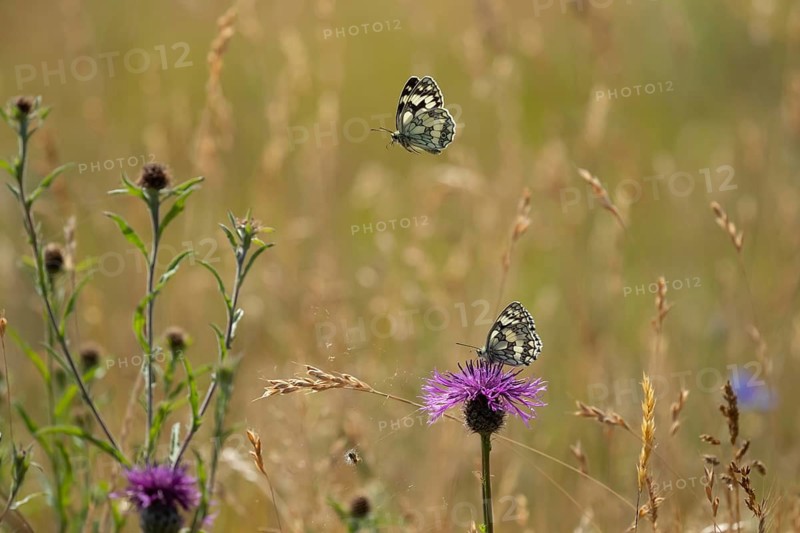 Marbled white butterfly (Melanargia galathea) two adult insect butterflies in grassland in summer, Suffolk, England, United Kingdom