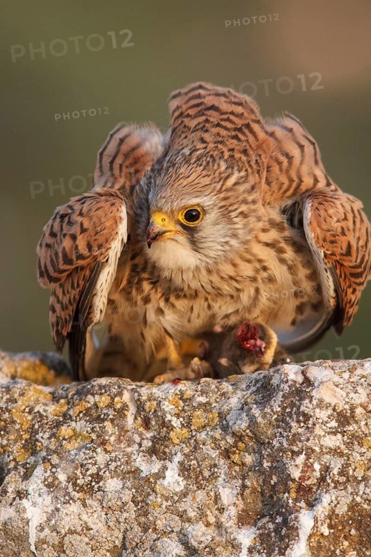 Lesser Kestrel (Falco naumanni), female eating a mouse, Castile-La Mancha, Spain