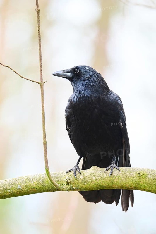 Carrion crow (Corvus corone) sitting on a branch, Bavaria, Germany