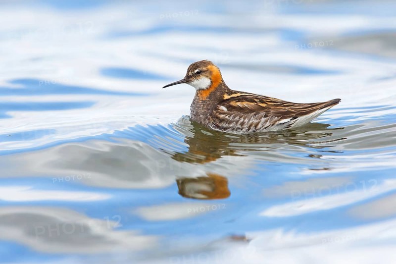 Odin's chicken, (Phalaropus lobatus), animals, birds, wading bird, swims in lake, Arctic snipe bird, family of water striders, foraging, biotope, habitat, waters, Skútustaðir, Norðurland Eystra, Iceland