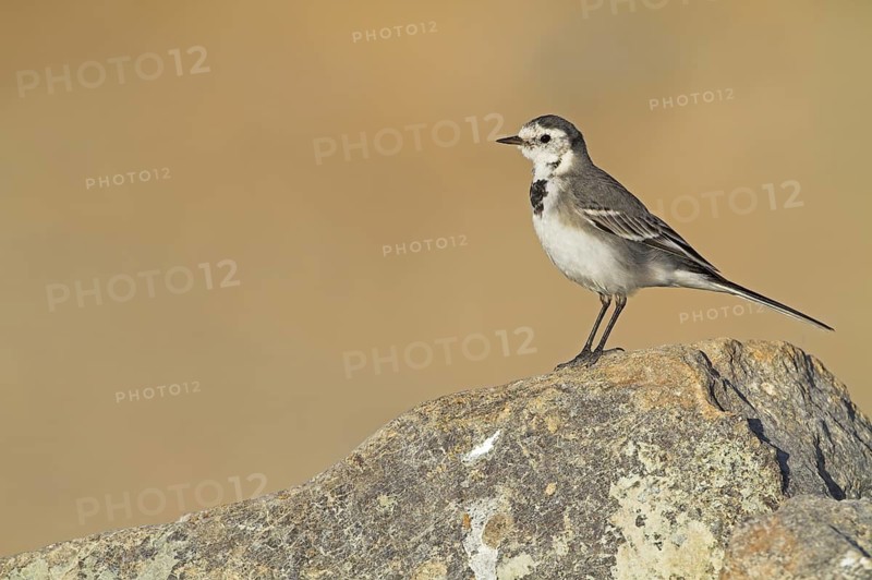 White Wagtail (Motacilla alba), Oman