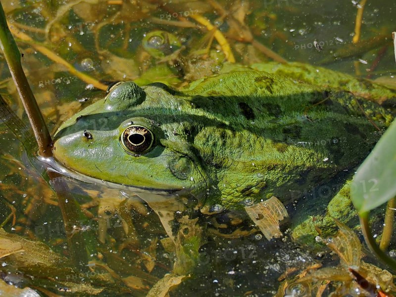 Pool frog (Pelophylax lessonae Rana lessonae)
