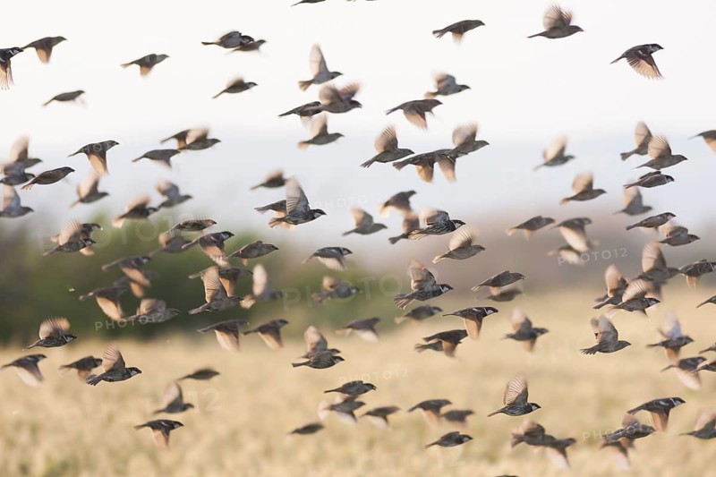 Spanish Sparrow - Weidensperling - Passer hispaniolensis ssp. transcaspicus, Turkey