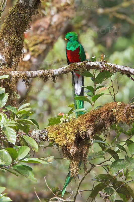 Resplendent Quetzal (Pharomachrus mocinno) perched on a branch in Costa Rica