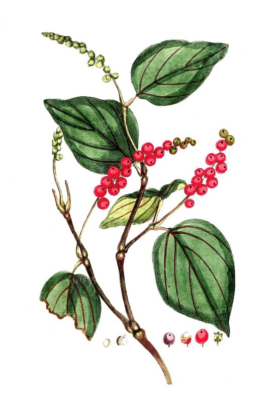 Piper nigrum, black pepper, digital reproduction of a historical original, between 1790 and 1810