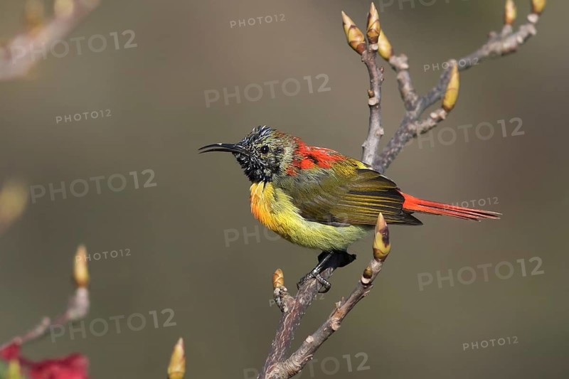 Fire-tailed Sunbird (Aethopyga ignicauda) male, Darjeeling, India