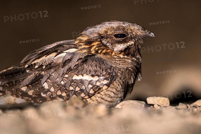 Red-necked Nightjar (Caprimulgus ruficollis) on ground, Andalusia, Spain
