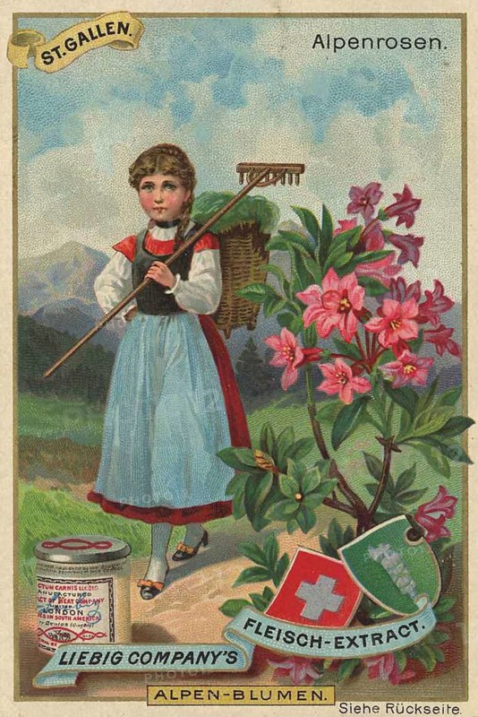 Picture series Alpine flowers, Alpine roses in St.Gallen, Switzerland, Liebig picture, digitally restored reproduction of a collector's picture from around 1900, public domain, exact date unknown, girl in traditional traditional costume with Alpine roses and mountain landscape in the background