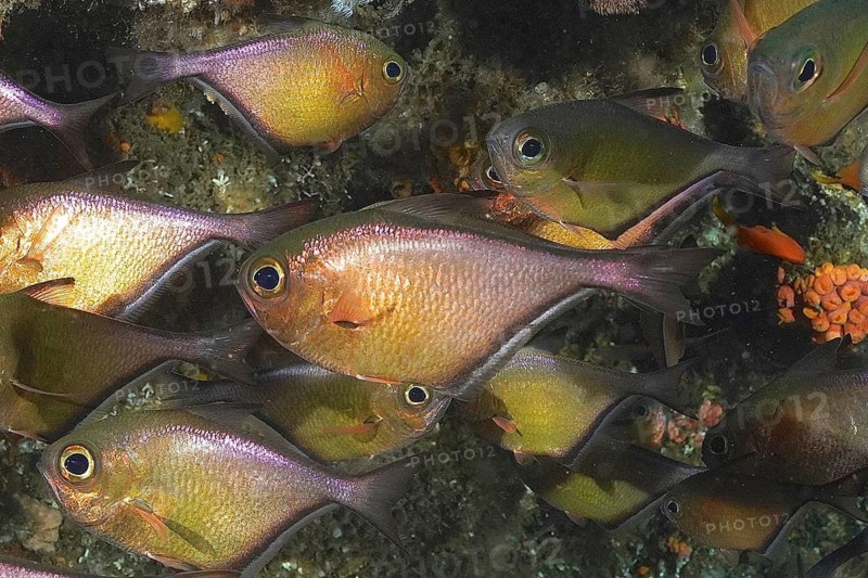 Schwenk's hatchetfish (Pempheris schwenkii)