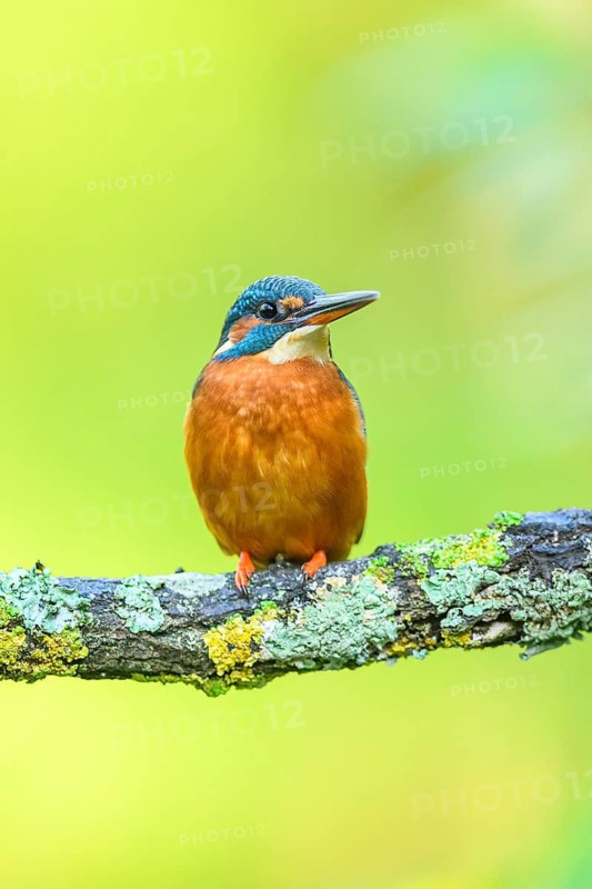 Common kingfisher (Alcedo atthis) sitting on a branch with autumncolours, wildife, Catalonia, Spain